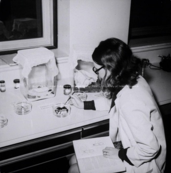 Student looking at insects in the Biology Lab, UNBSJ Record group/Fonds PR; Series 1; Sub-series 2; Item 5174 [19--]